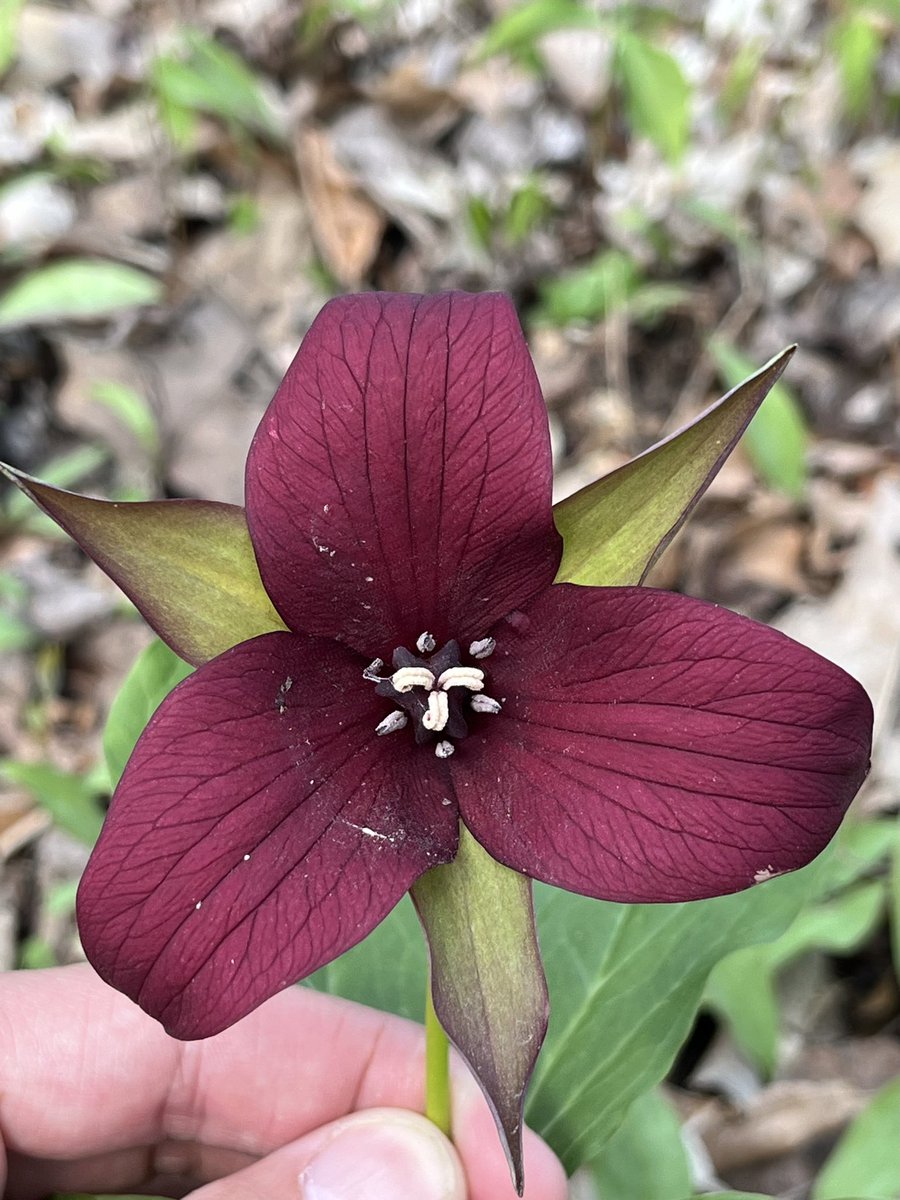 This spring has been filled with many first, & here is one more..my first red trillium!!!❤️‍🔥 I went to the park specifically looking for these, & I still couldn’t believe I found them! There was a good handful of them scattered in the woods. So beautiful! 🤩