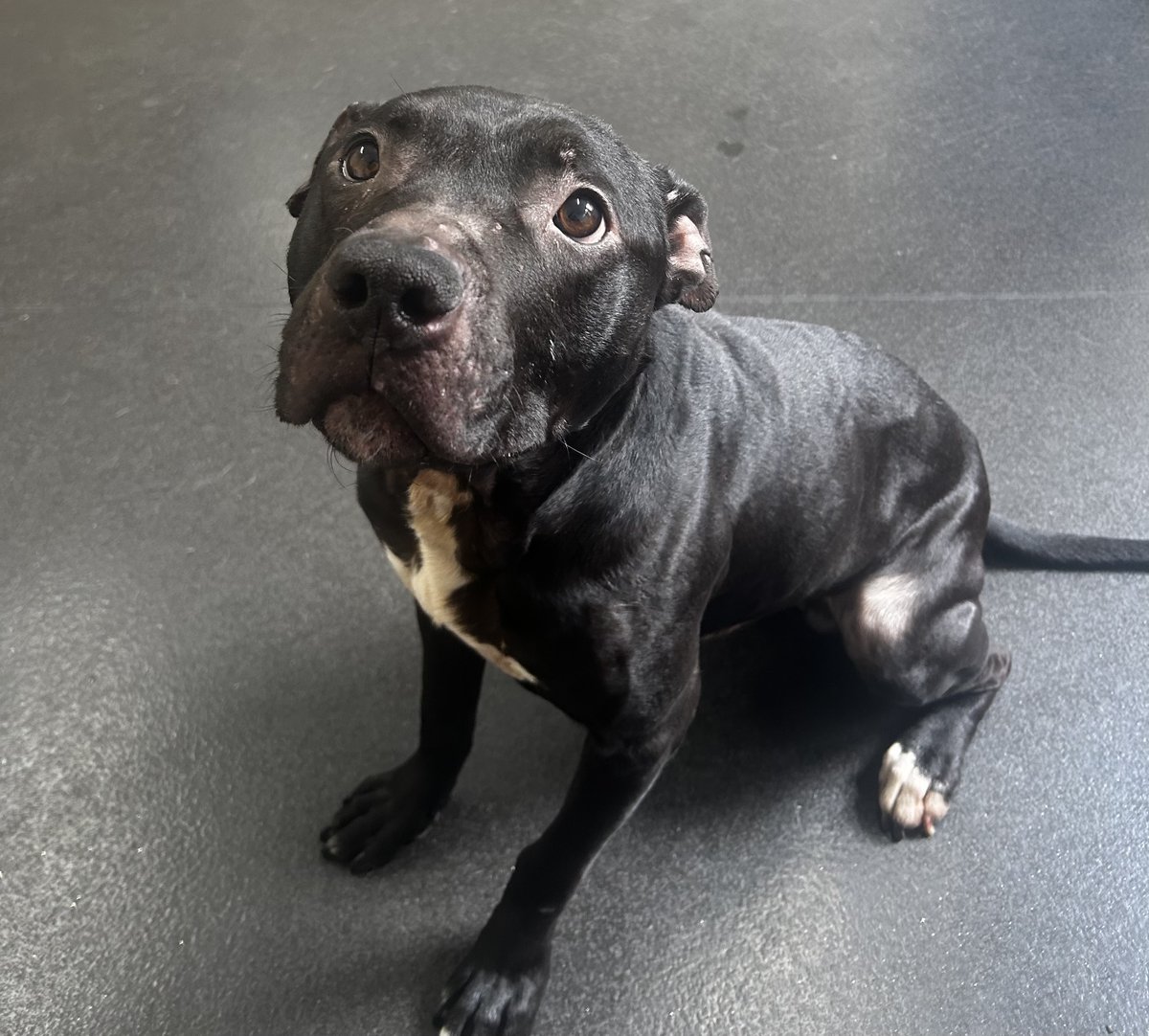 Please retweet to help Bagheera find a home #SHEFFIELD #YORKSHIRE #UK Bagheera was found tied up & abandoned in a very poor state. Bagheera was emaciated & had several gaping wounds to his neck, presumably puncture wounds from dog bites. Treated with antibiotics, pain relief &…