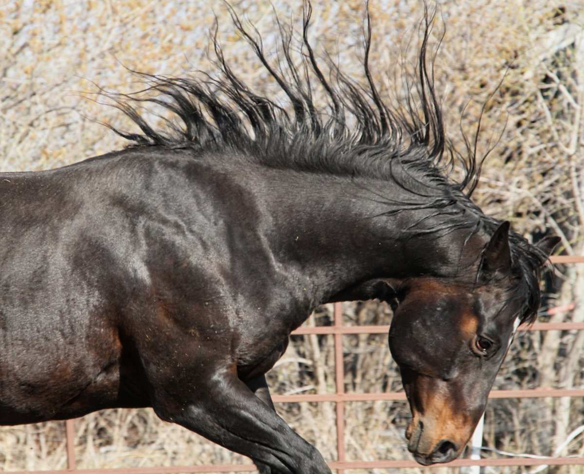 Eddy was having a great time playing in the round pen 🥰 #2017stallion #Eddy