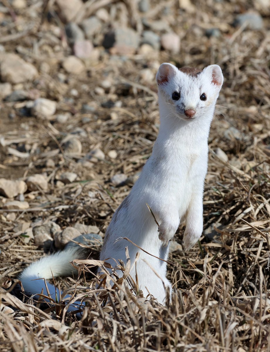 The #YourSask photo of the day for May 2 was taken by Lianne Relland of a weasel near Regina. trib.al/TBIgXBZ