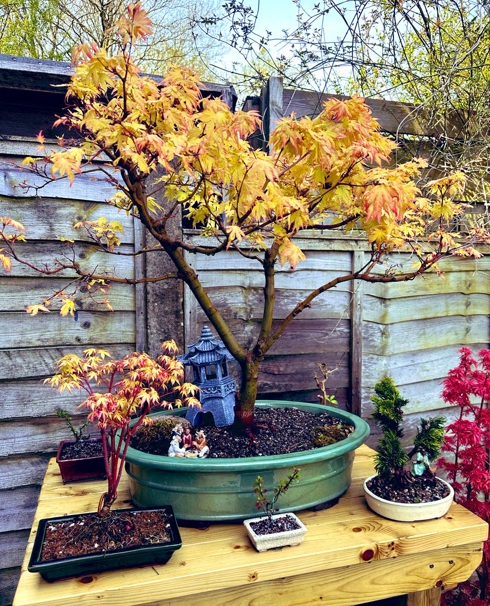 Developing nicely and getting ready to be air layered. #bonsai