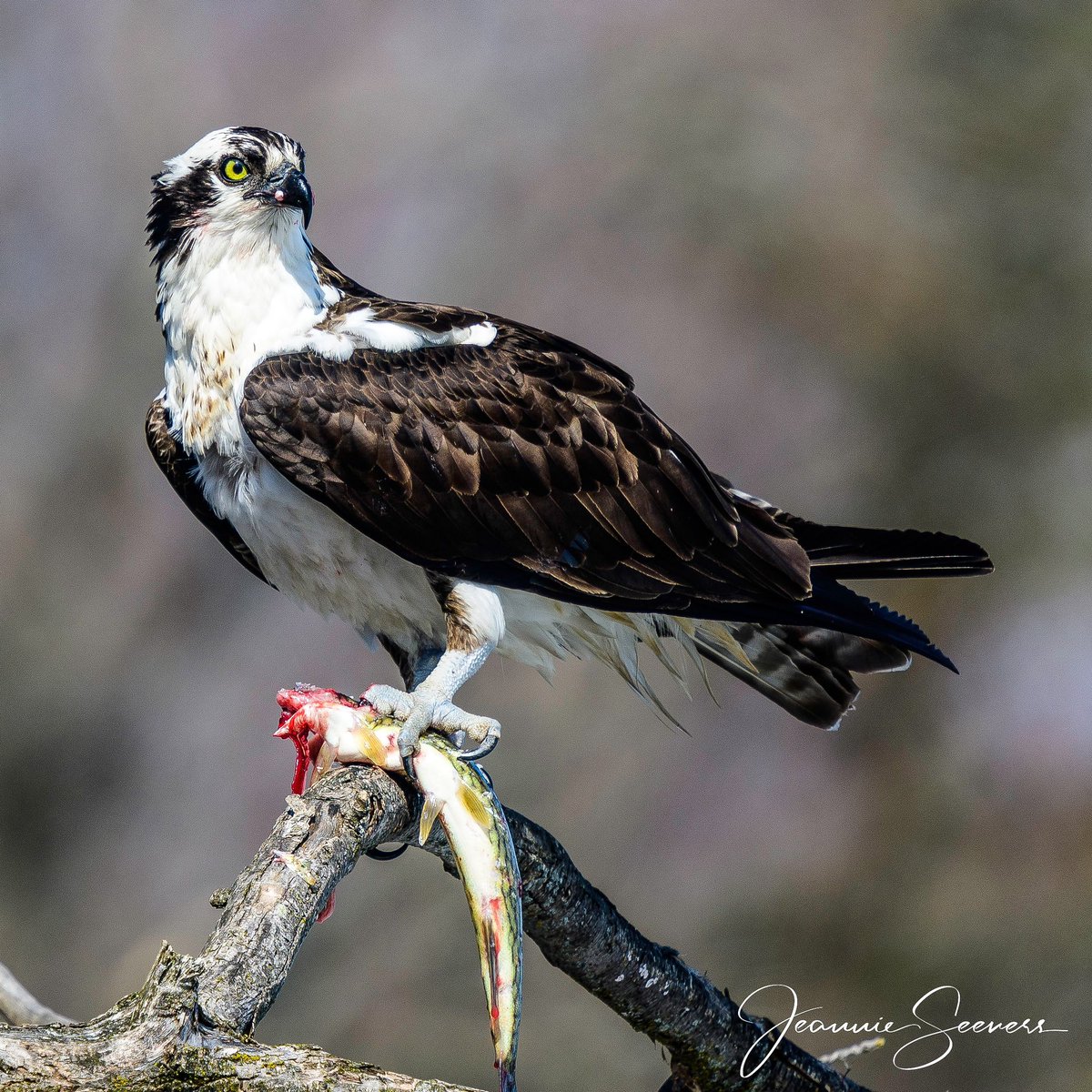 Osprey enjoying a nice catch!
@NikonUSA @Wildphoto4all @Wildlife_Photo