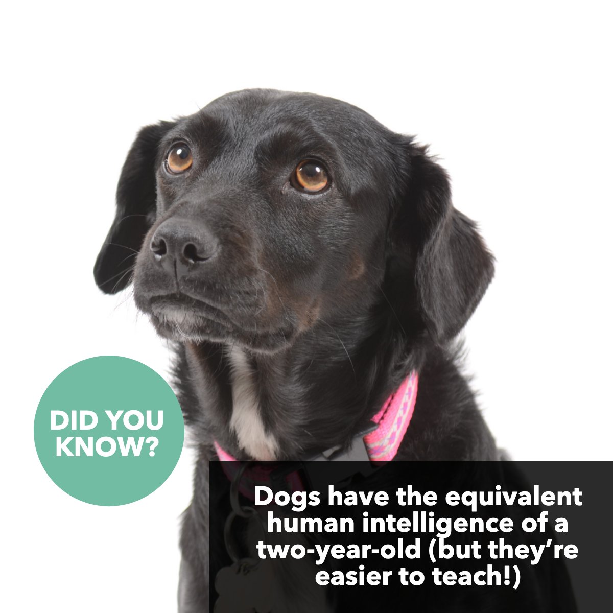 Oh my! Imagine the energy of 5 two-year-olds combined! 🐶

#funfacts #dogfact #dogfacts #dogfactsoflife