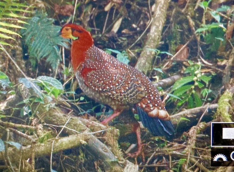 Blyth’s Tragopan, Khonoma, Nagaland May 2024. BoC shot courtesy of Andy Deighton. I first heard its haunting calls 15 years ago in its moss laden forest home, but worth the long wait to set eyes on one of the most spectacular birds in the Himalayas #BirdsSeenIn2024