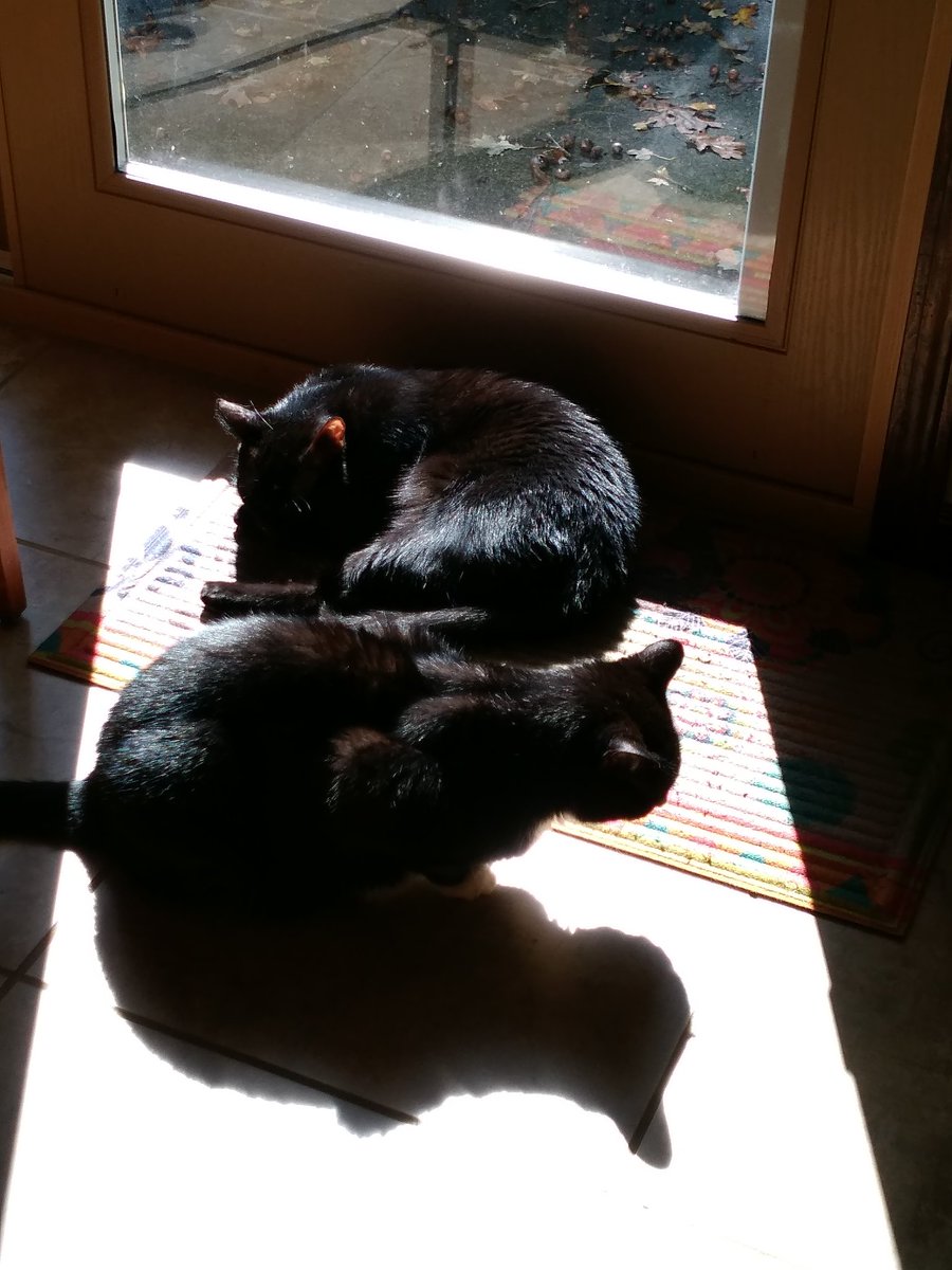 Fred 🌈 and Eddie in a #sunpuddle. #ThrowbackThursday #CatsOfTwitter #CatsOnTwitter #CatTwitter #cats #blackcats #tuxiecats #seniorcats #memories #moggies #RescueCats #catpics #minipanfur #panfursquad #voidcats #CatsOfX #CatsOnX #sleepingcats #housecat