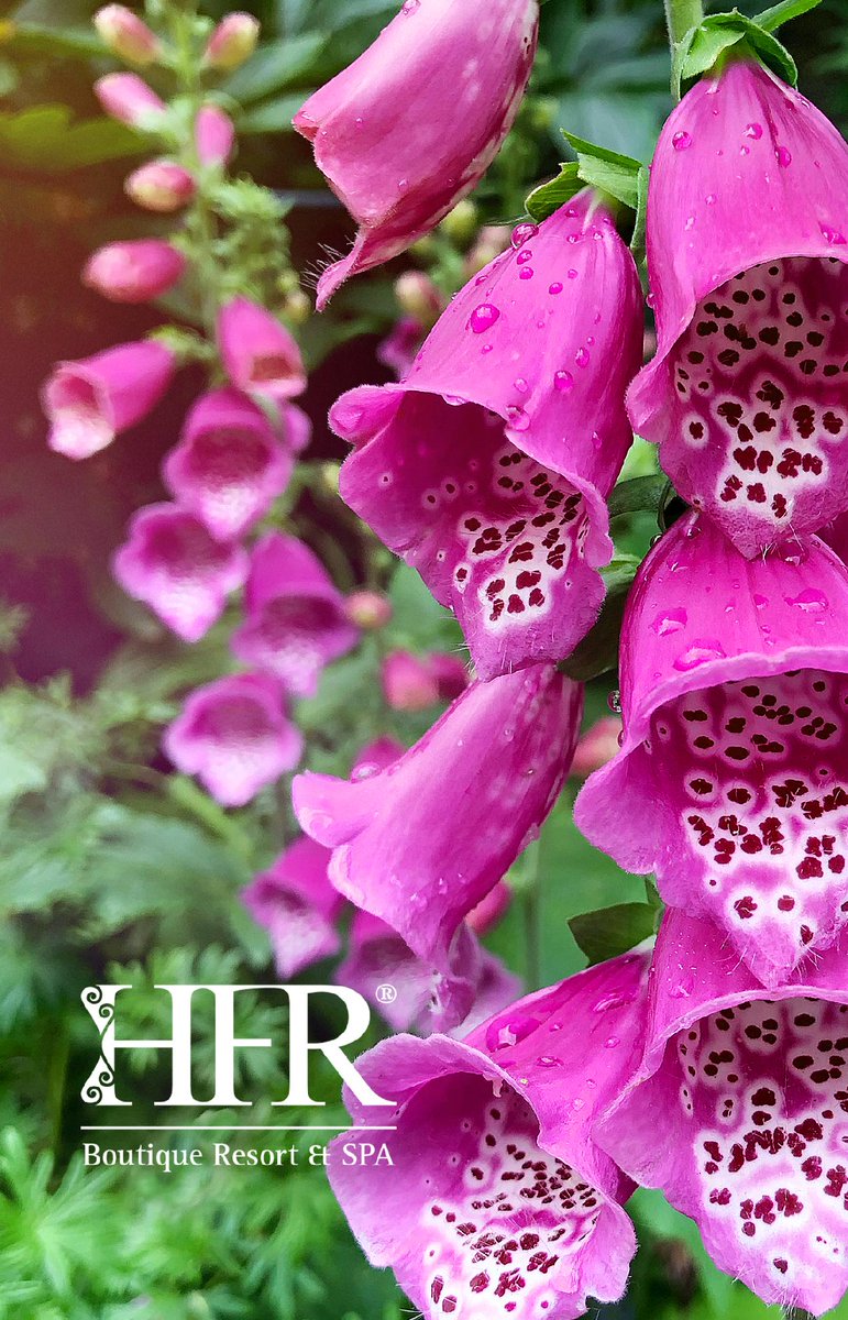 To us Flowers are happiness
Enjoy Portuguese Nature deLuxe in our WineGarden 

Herdade Foz Da Represa
Experience the best Local Flavours

Wines and more

Book this Luxury Experience  🍾
HerdadeFozDaRepresa.com

#Mértola #Winebar