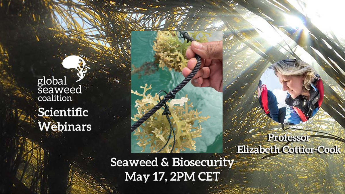 🌊'Seaweed & Biosecurity' Save the date for our next GSC Scientific Webinar with Pr. Elizabeth Cottier-Cook (Scottish Association For Marine Science), Friday May 17th, 2PM CET! Connection link: cnrs.zoom.us/j/93797056285?… 🌊🌊🌊 #GlobalSeaweedCoalition
