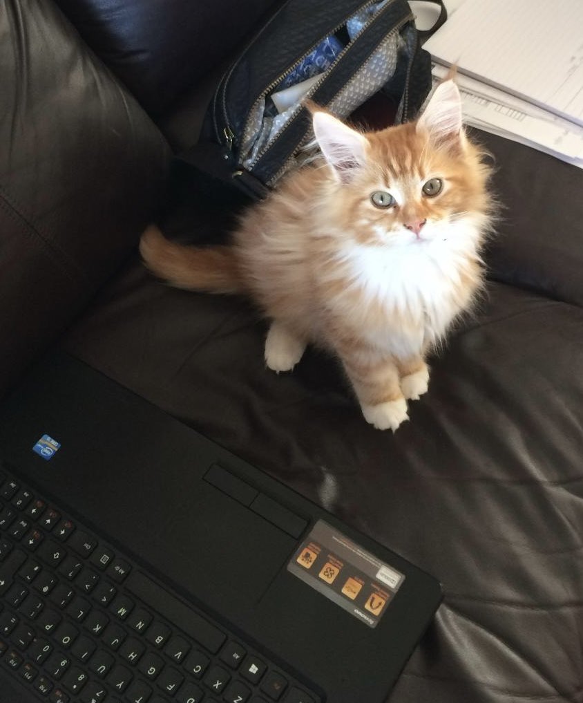 Even though he was only a few months old in this picture, Gizmo was eager to get on the information superhighway and join Twitter! So does this mean it’s not Dadmin doing all the tweets?? Who can tell! 😹😹🦁🦁 #tbt #teamfloof #CatsOfTwitter