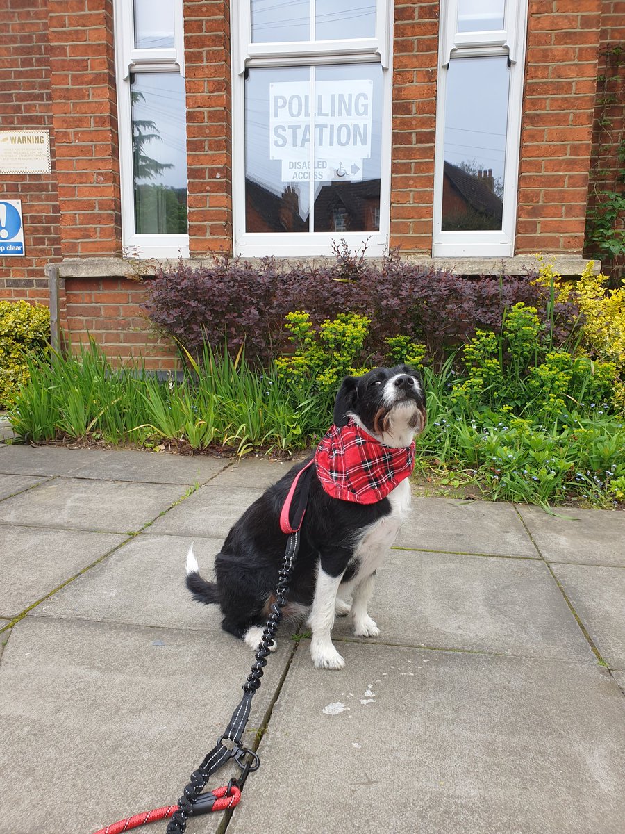 Frens! Mum took me to vote. I don't really understand what happened but a few people scritched me on the head & now i think I'm the Prime Minister! I dont need that kind of responsibility. I just want treats & fusses! Get me home mum! #dogsatpollingstations #TeamTuesday
