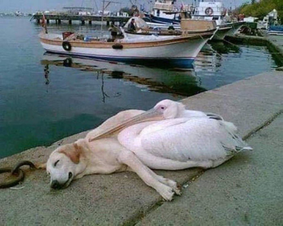@Morbidful Compassion story: A pelican made friendship with a stray dog, that visited the boat dock everyday . A man who watched this photographed the picture, adopted the dog and he brought the dog to the dock everyday so that they can spend sometime of intimacy with each other.. Hats off…