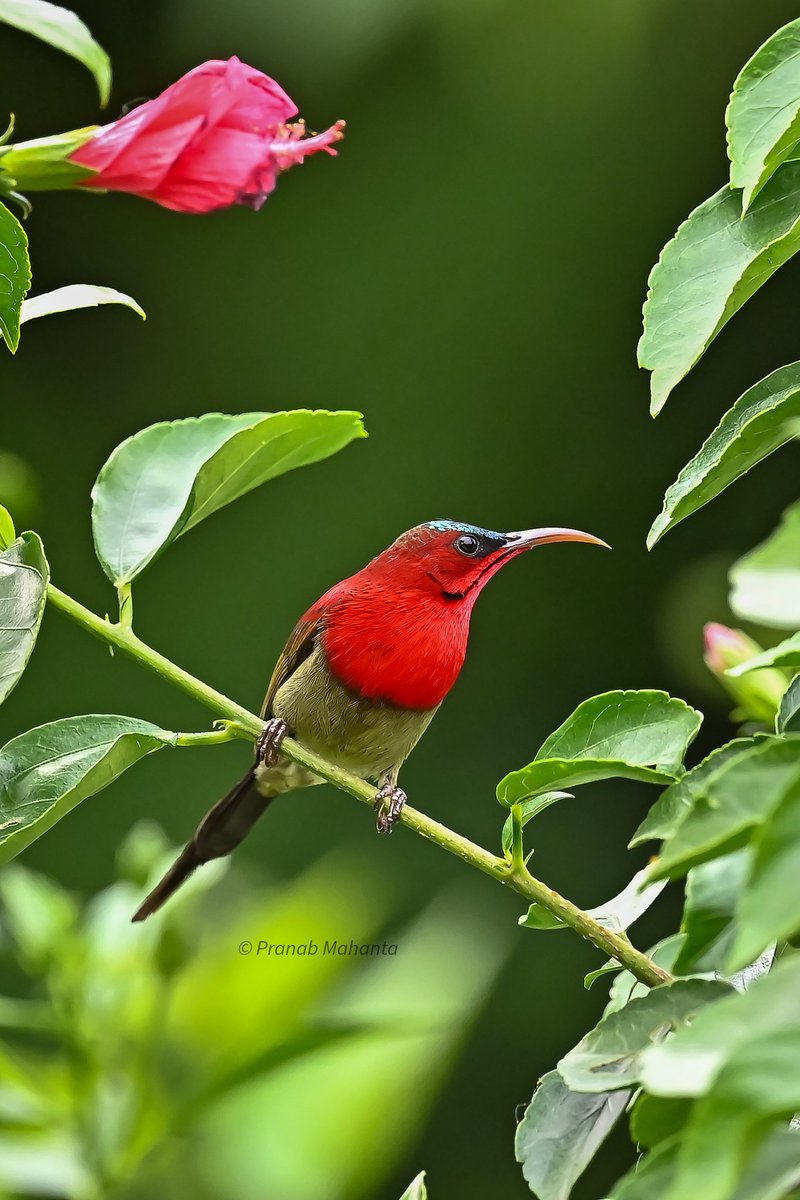 Crimson Sunbird 
#IndiAves #BBCWildlifePOTD #birds #BirdsSeenIn2023 
#ThePhotoHour #birdwatching #natgeoindia @NatureIn_Focus @NatureattheBest #birding  #NaturePhotography #birdphotography @SonyBBCEarth