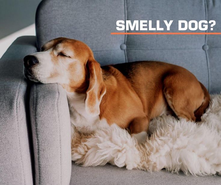 Smelly dog or cat? Call SERVPRO of Vencie at 941-484-7777 for all your home or business’ deodorization, cleanup and restoration needs.

We’ll make those smells #likeitneverevenhappened

#SmellyCat #SmellyDog #BioHazard #Cleanup #Restoration #VeniceFL #SWFL