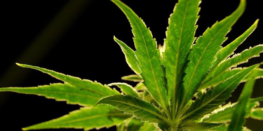 Kentucky Hemp Association (KYHA) tweet media