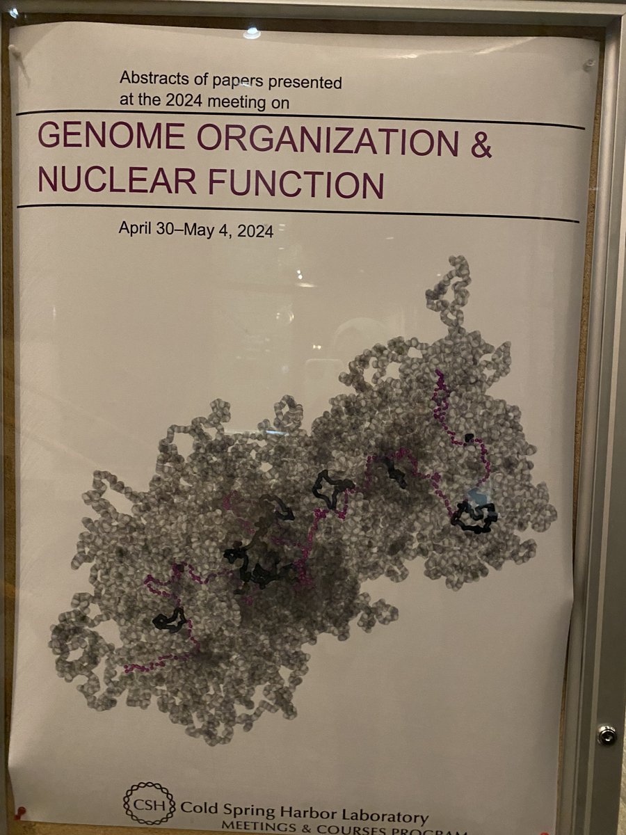 cSabrya's tweet image. Delighted to be back at CSHL this time attending ‘Genome organization and Nuclear function’ 🧬meeting #chslnucleus24. Fascinating sessions so far! Get in touch if you’d like to discuss your work for @NatureCellBio