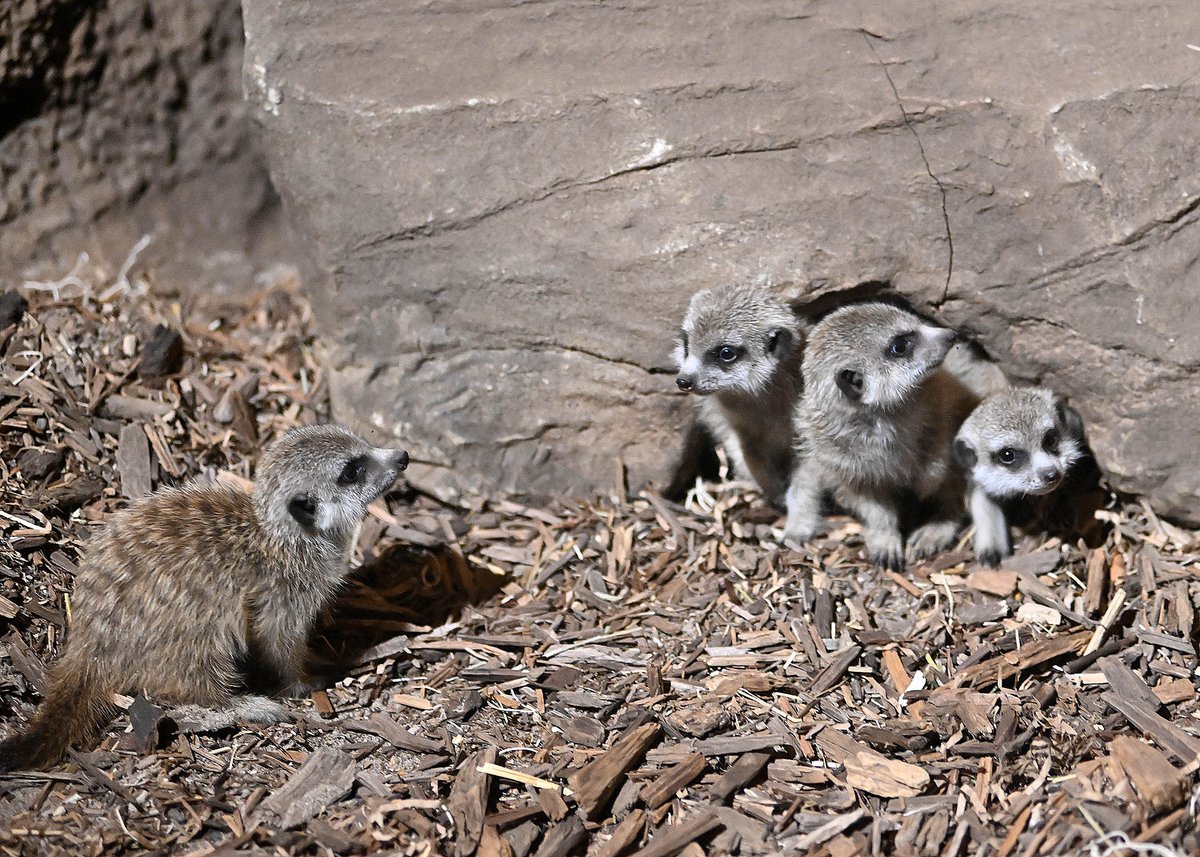 Check out our peek-a-boo pals! Our meerkat munchkins are on the fast track to becoming big explorers over at Desert's Edge. At their first weigh in they were a little under 8 ounces each, but have since nearly doubled in size! #Meerkats #ZooBabies #ZooBorns