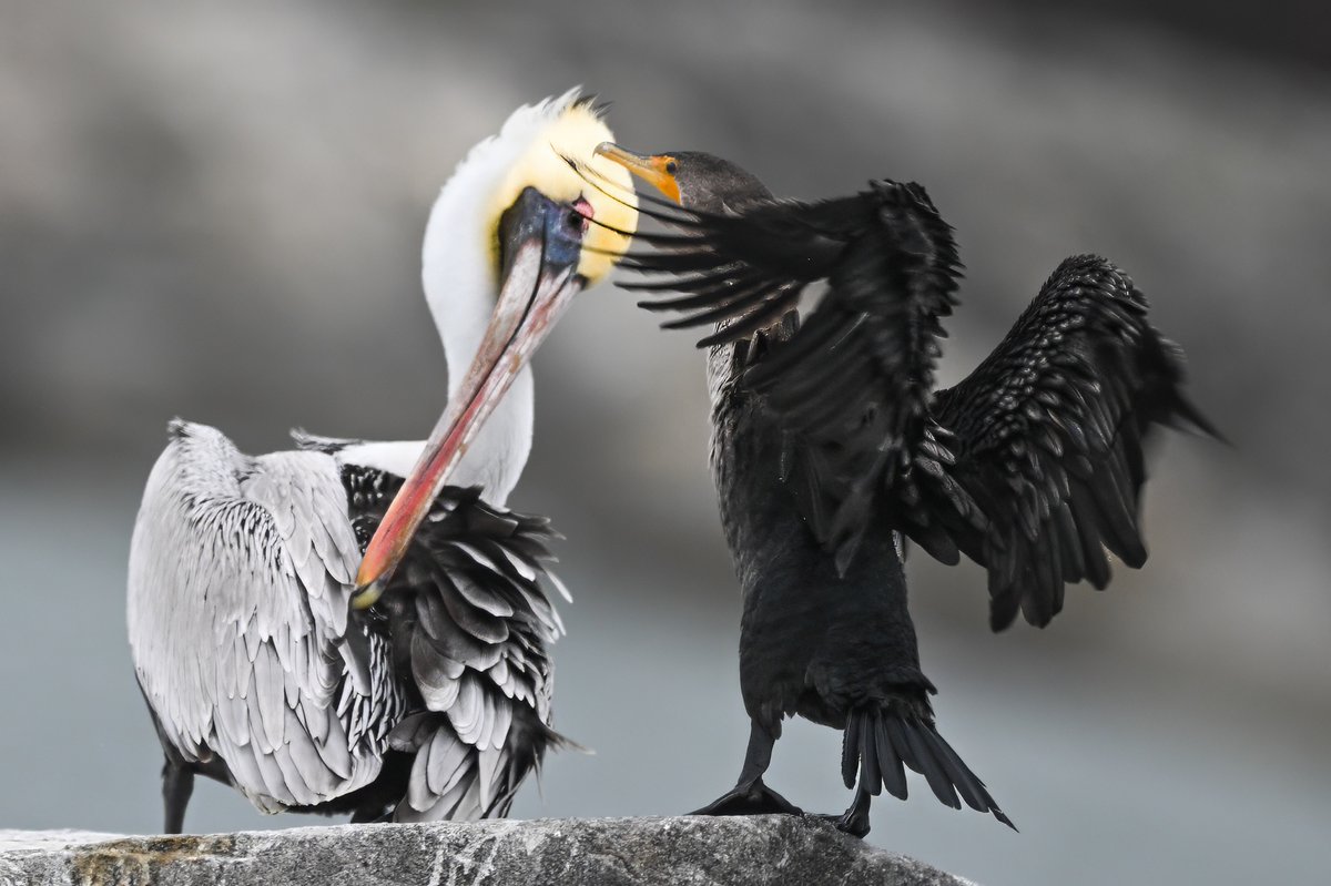 All preened to party! Pelican and cormorant grooming at Sebastian Inlet, Florida, USA. (2024-02-04) #NaturePhotography #TwitterNatureCommunity #BBCWildlifePOTD #ThePhotoHour #IndiAves #grooming #preening