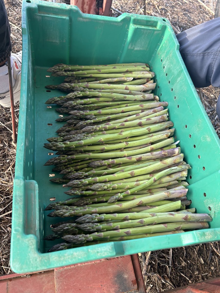 Welcome May! Say hello to our first asparagus pick. All going according to plan we'll be available in-store by Mother's Day. Cheers to a great 2024 local season!