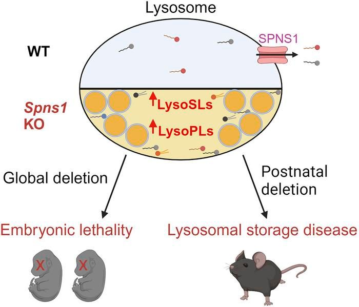 Lack of SPNS1 results in accumulation of lysolipids and lysosomal storage disease in mouse models: buff.ly/4aTi47m @LongNguyen07 @NUSMedicine #Aging #Metabolism