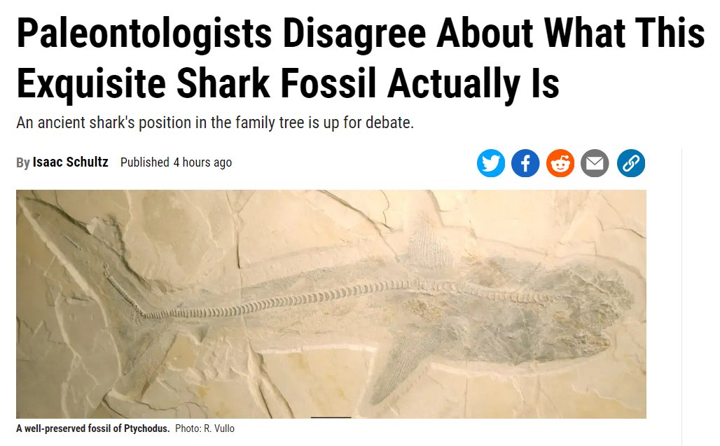 <a href="/isaac_schultz_/">Isaac Schultz</a> kindly interviewed me for his <a href="/Gizmodo/">Gizmodo</a> article about the new Ptychodus paper, where I gave my thoughts about its classification (link in the replies).