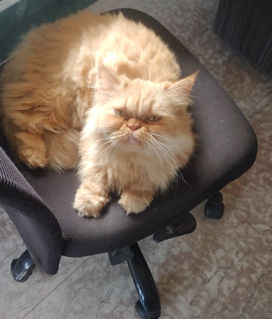Just a cat looking up at the camera WHILE CAUGHT SITTING ON THE CHAIR SHE IS NOT SUPPOSED TO SIT ON coz she has ruined such chairs in the past by scratching.