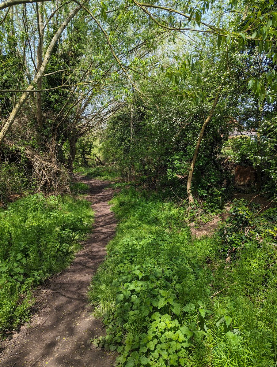 Then she found a small clearing  surrounded by firs, and she stopped…and she heard  what the trees said to her. And she sat there for hours  not wanting to leave, for the forest said nothing it just let her breathe.