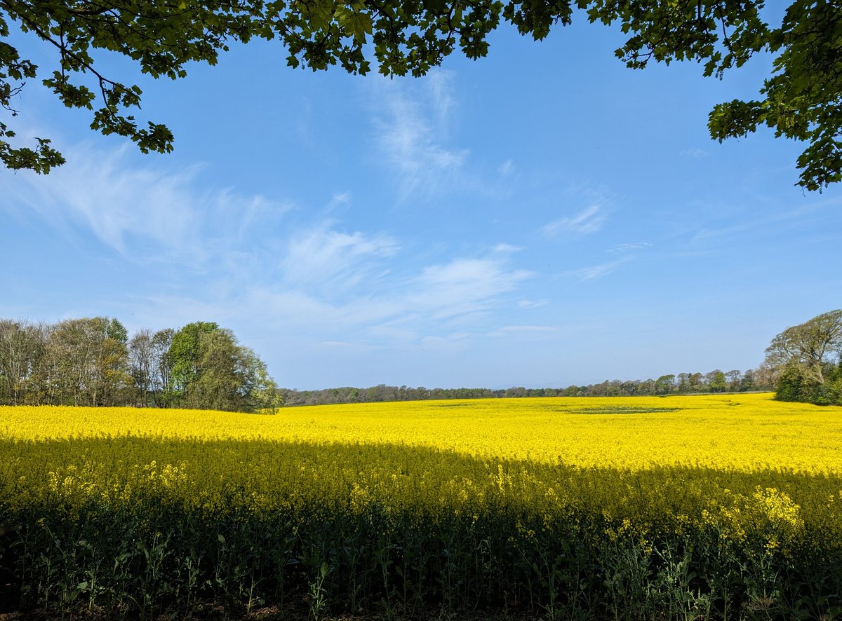 'fields of gold'