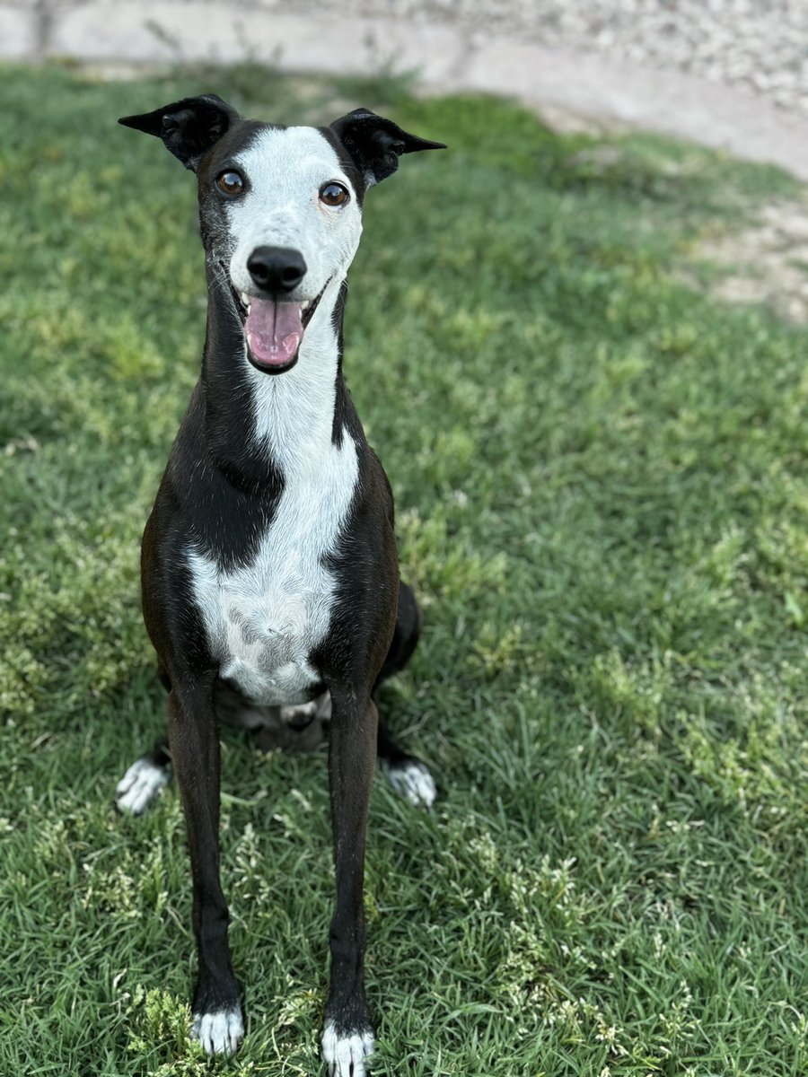 Good morning everyone 🐶❤️☀️#haveagoodday #goodmorning #italiangreyhound