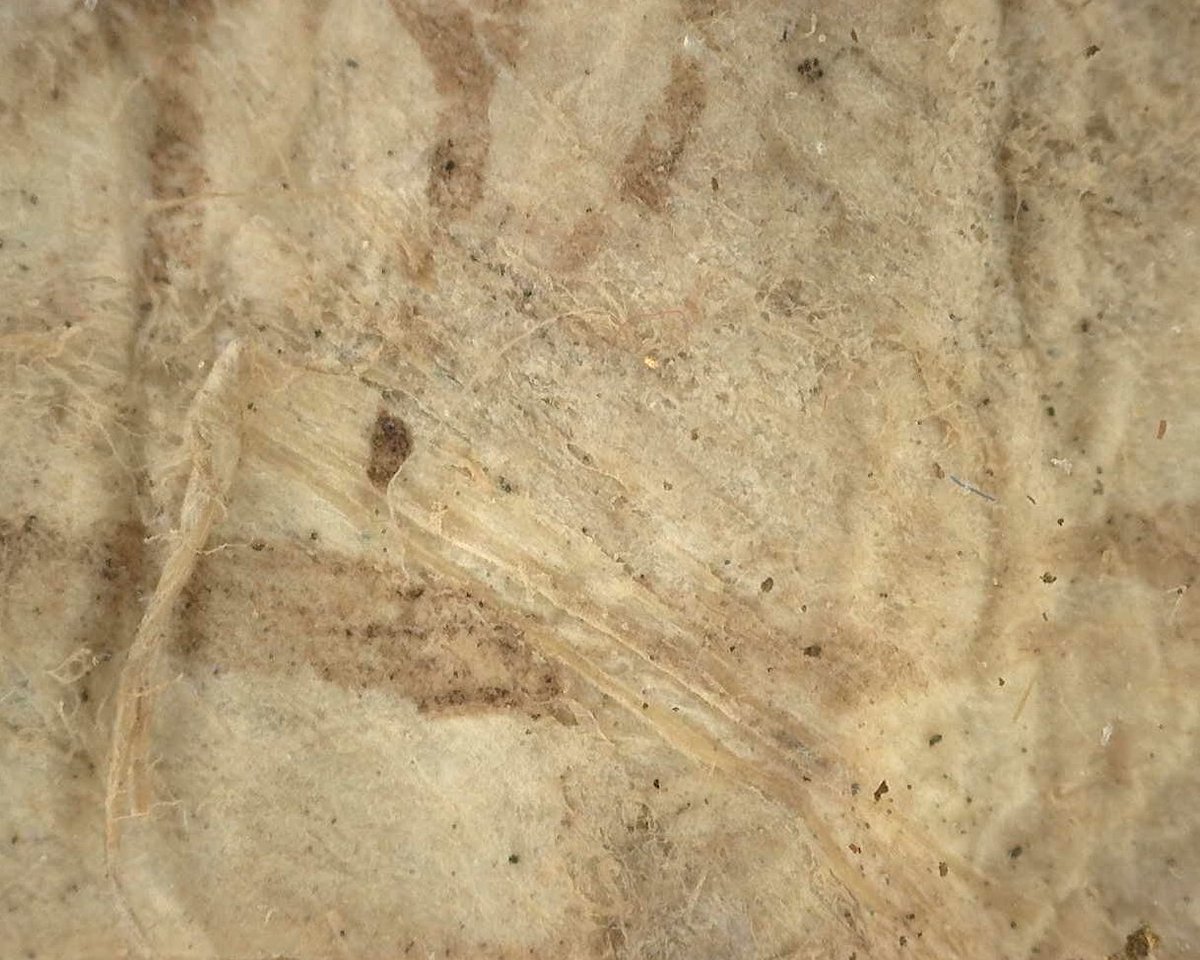 Have you ever wondered how 'brittly' medieval parchment looks like under the microscope?

These are details from an eighth-century relic label (in Sens cathedral) that was produced from a parchment off cut.

#medievaltwitter
#medievalhistory