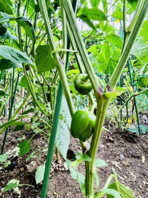 母の家庭菜園がレベル🆙

高波動の野菜は、大地と太陽のエネルギーをたっぷりと受け取り、愛情を込めて育てられます。
そのため、味も一段と豊かになります。

無農薬で育てられた野菜は、農薬を使ったものと比べて波動が異なります。味や香りが全く違いますよ♡