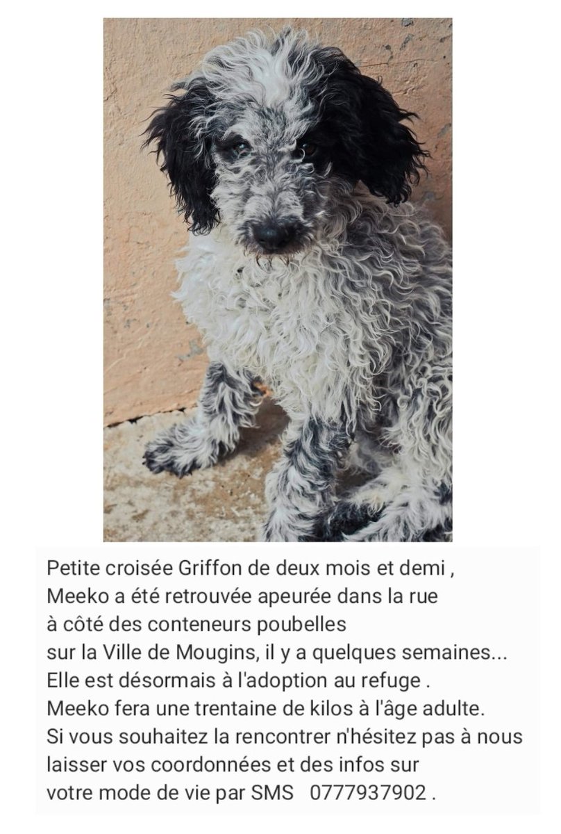 Meeko, petite croisée #Griffon de 2 mois et demi, retrouvée seule et apeurée dans la rue , recherche sa famille pour la vie . Venez vite la rencontrer au #refuge de la @villedemougins 07.77.93.79.02 
#AdoptDontShop #adoption #protectionanimale #chien #alpesmaritimes #adoption06