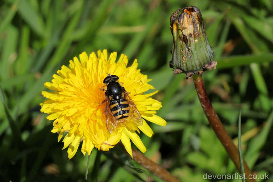 Not a species we were familiar with, but fortunately the Obsidentify app was, and gave us a 100% certain ID of a Yellow-barred Pond Fly.🌧️
📸 @thedevonartist
#yellowbarredpondfly #hoverfly  #devon #rewilding #bog  #insectlife #rewildingproject #rewildingbritain #rewildingeurope