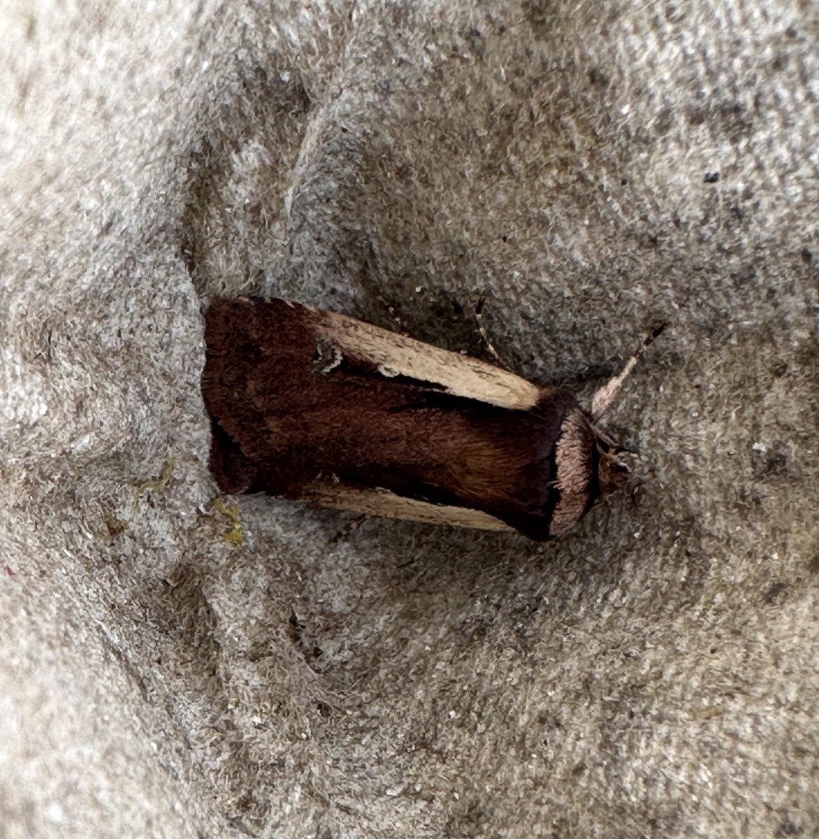 Quieter moth trap at Gib Point this morning but this Flame Shoulder was NFY. Smart moths and always one I enjoy seeing my first of in the year. Also 3 late Hebrew Characters. Will have another go tonight… 
#teammoth #mothsmatter