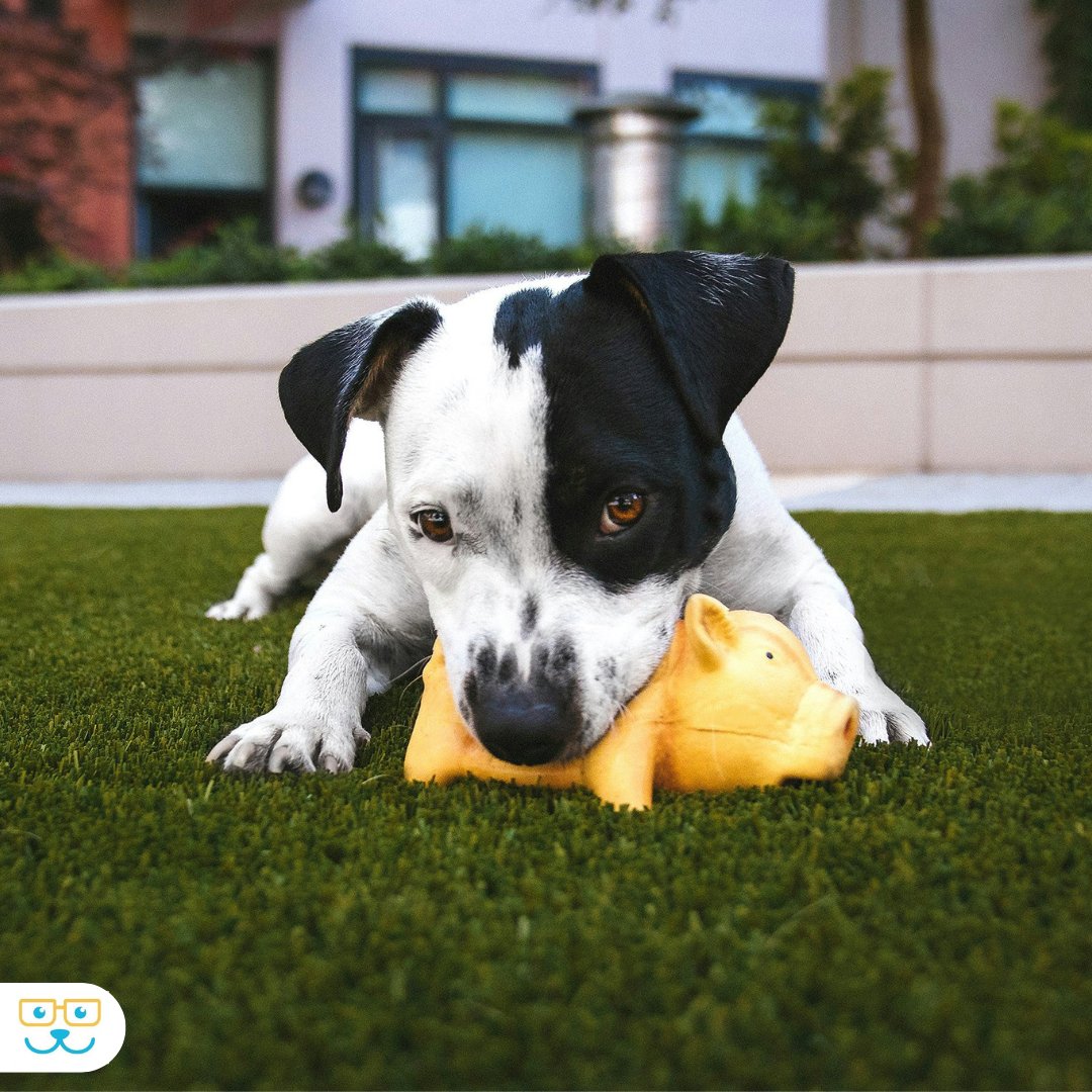 Keep your dog happy and healthy with the right toys! 🐾🥎
Toys combat boredom, provide comfort, and can help prevent problem behaviors. Remember: choose toys of the appropriate size for your unique pup! #DogToys #PetWellness #DogBehavior