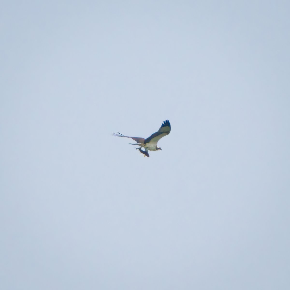 An osprey spotted over Llyn Coron, Anglesey, by our extremely observant and lovely neighbour, @Jennyontheboat, who popped by to tip us off about the sighting. Photographed at extreme range as it fled the scene of the crime, having poached a nice trout for breakfast! 😊👍