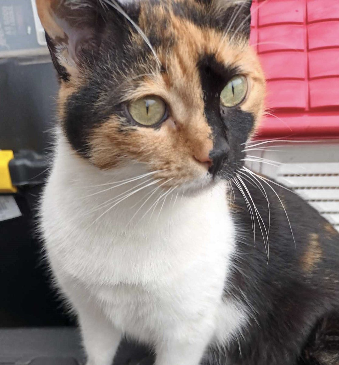Do you recognise this cat? She has been straying in Chartridge (near #Chesham) for some weeks. She is not microchipped. Please get in touch if you know anything about her. #FoundCats #CatsOfTwitter #CatsOfX