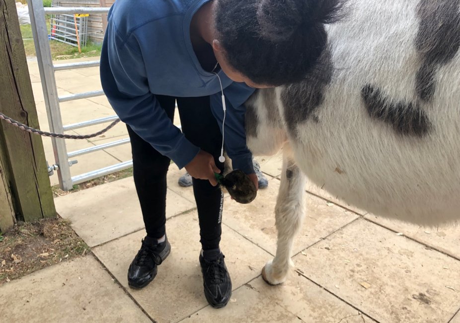 Farms now provide a national service for those looking to increase #selfconfidence, build #socialskills & become #workready. #SocialFarmingworks on 15 farms per county across the South of England from #Kent to #Cornwall.