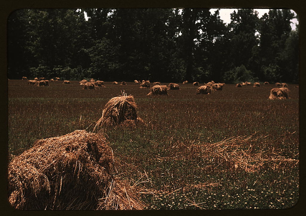 In #MAY 1939
‘Typical southeastern Georgia farm with newly harvested field of oats’ Color slide. #RA, now #FSA, photographer Marion Post Wolcott (1910-1990). May 1939.
#TheNewDeal #resettlementAdministration #FarmSecurityAdministration