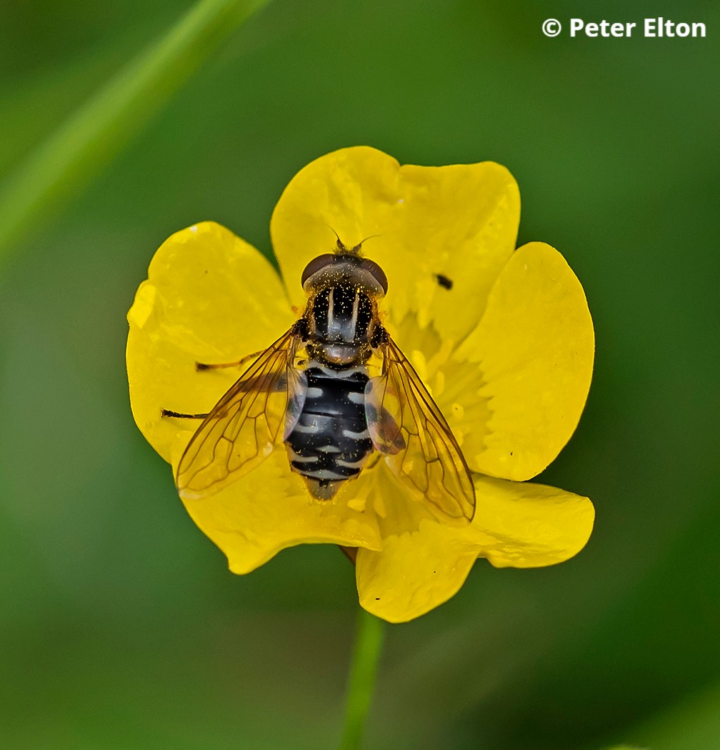 🦋🐞 Be part of something big and join the #BugsMatter survey! 🚗 Until September 30, measure insect splats on vehicle number plates to help @Buzz_dont_tweet uncover the secrets of our insect populations. 👉 ow.ly/gvQG50Pau13