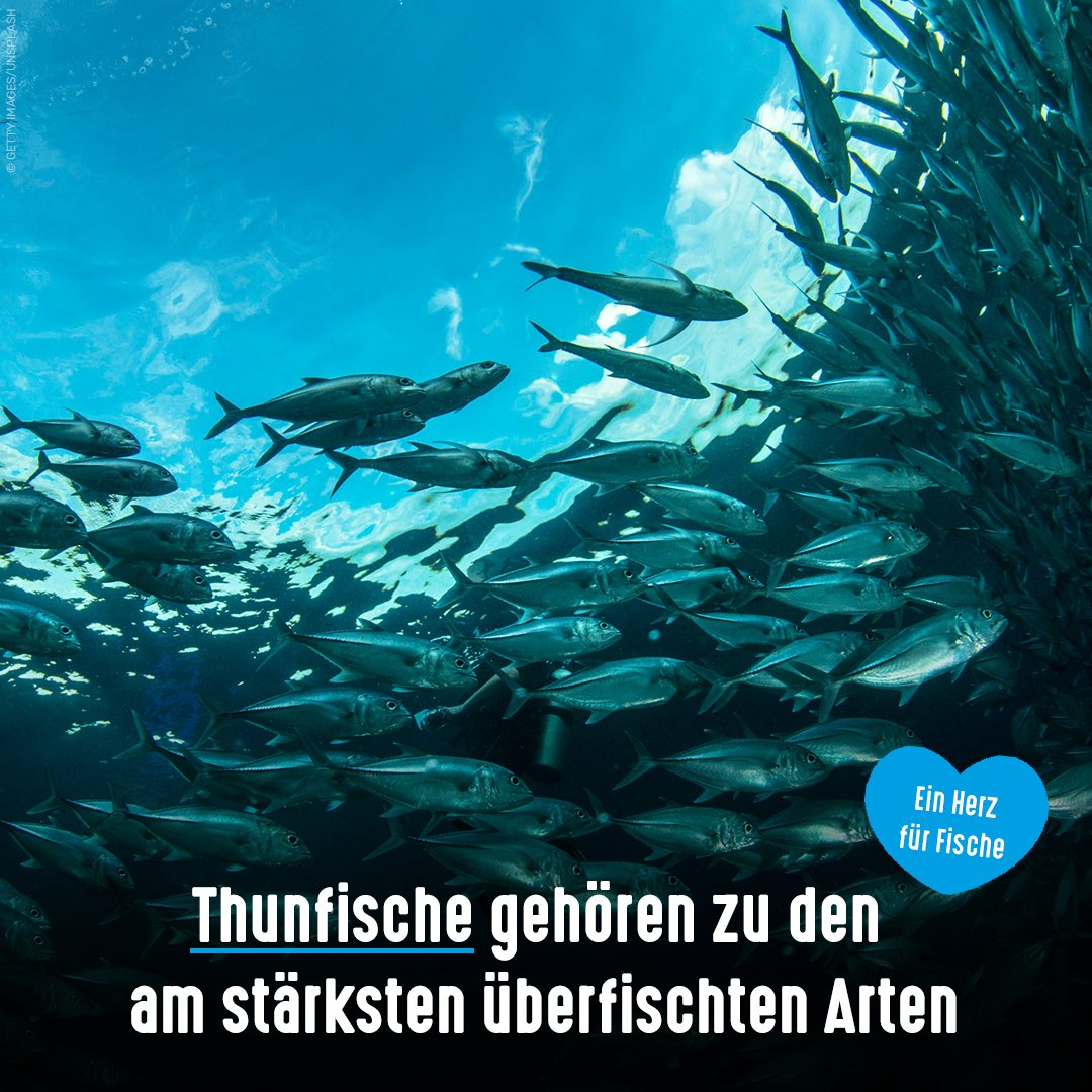 In manchen Regionen sind viele Thunfisch-Bestände so überfischt, dass sie sich nicht mehr biologisch erholen können. Durch Schutzmaßnahmen konnte die Gefährdung mancher Arten zwar etwas eingedämmt werden, sie ist aber durch die Fischerei weiter enorm hoch. weiljedemahlzeitzaehlt.de/fische