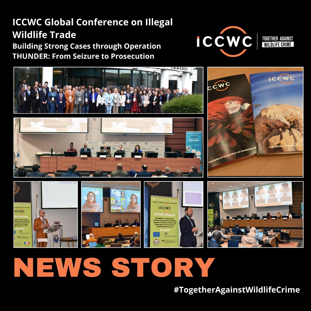 Last week, global law enforcement agencies across customs, police & prosecution from more than 20 countries met as part of the first #ICCWC Global Conference on Illegal Wildlife Trade 🗺️ 🗞️ Read more here: bit.ly/4dxSUNk #TogetherAgainstWildlifeCrime