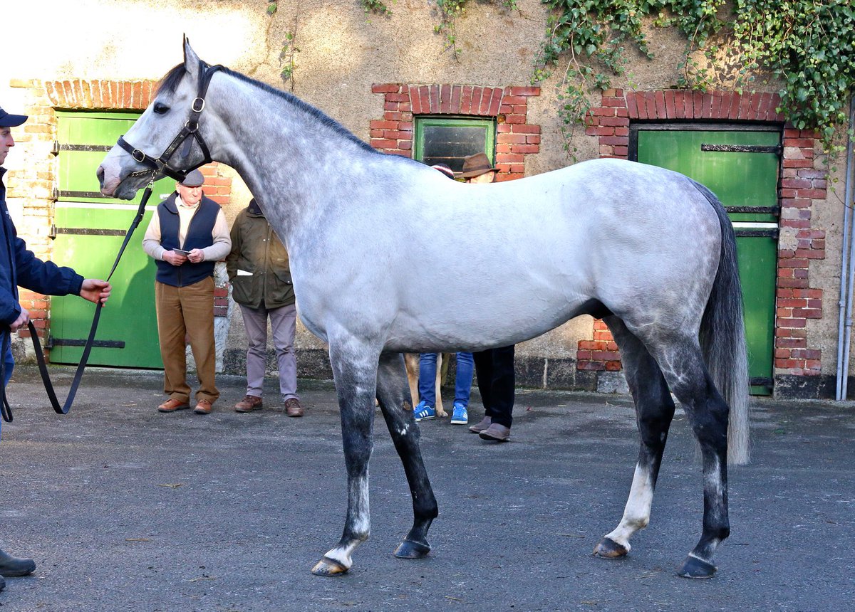 Another Grade 3 winner by the much-missed Jeremy, sire of SUCCESS DAYS (pic), with Lets Go Champ winning yesterday’s Gr3 Chase at Punchestown. SUCCESS DAYS’ 1st crop sold for up to €70k as foals and are now 3YO’s- don’t miss them at the 2024 store sales!