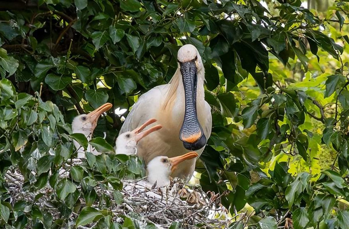 These cuties have a nest close to where I live...they even relocated a festival for them.