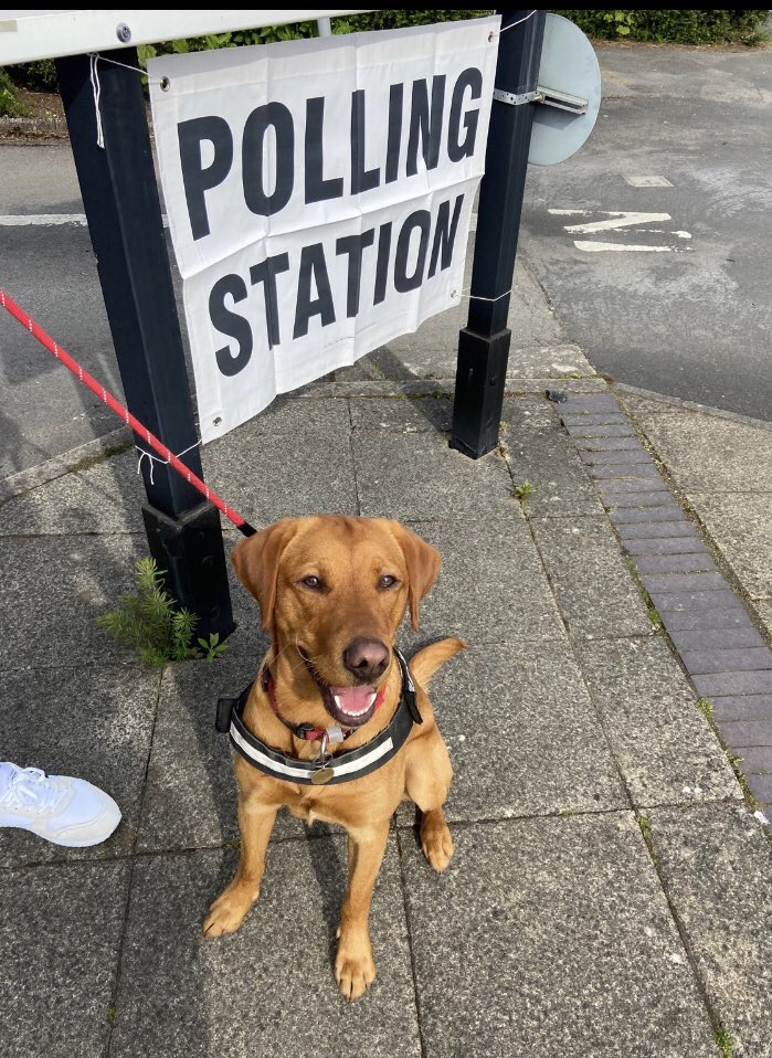 @VotingDogs Max making his #DogsAtPollingStations debut today here in Cheadle Hulme 🦮