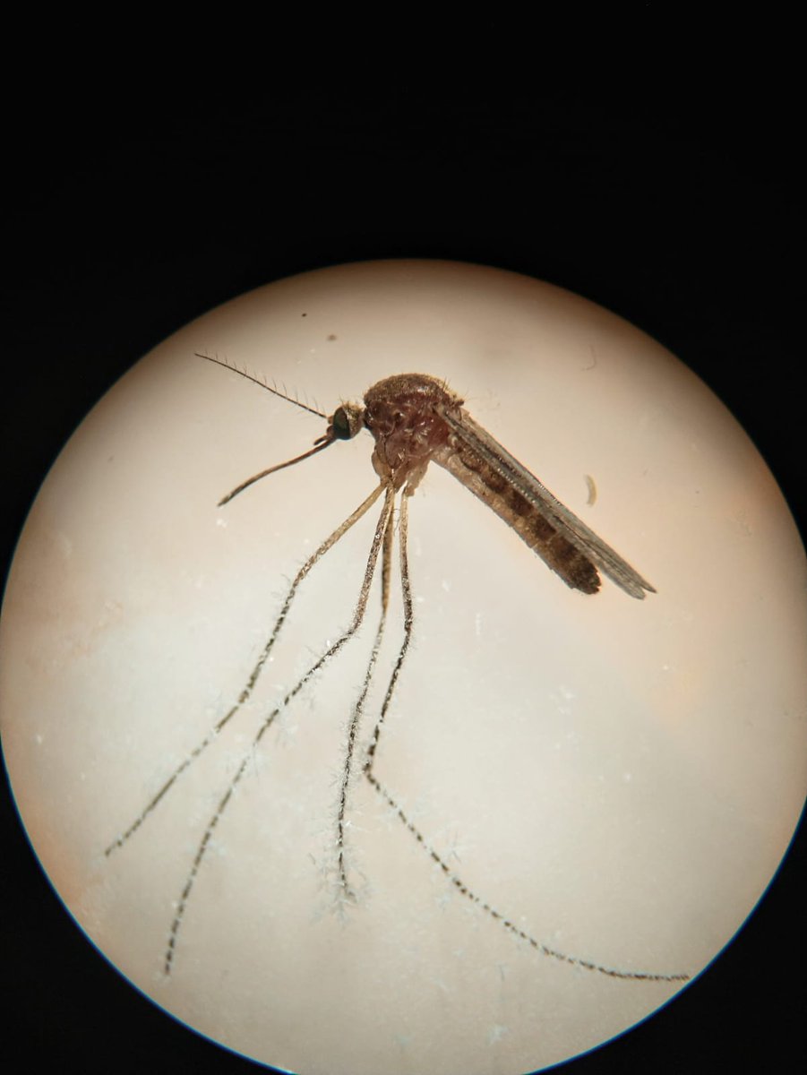 MosquitoScotland tweet media