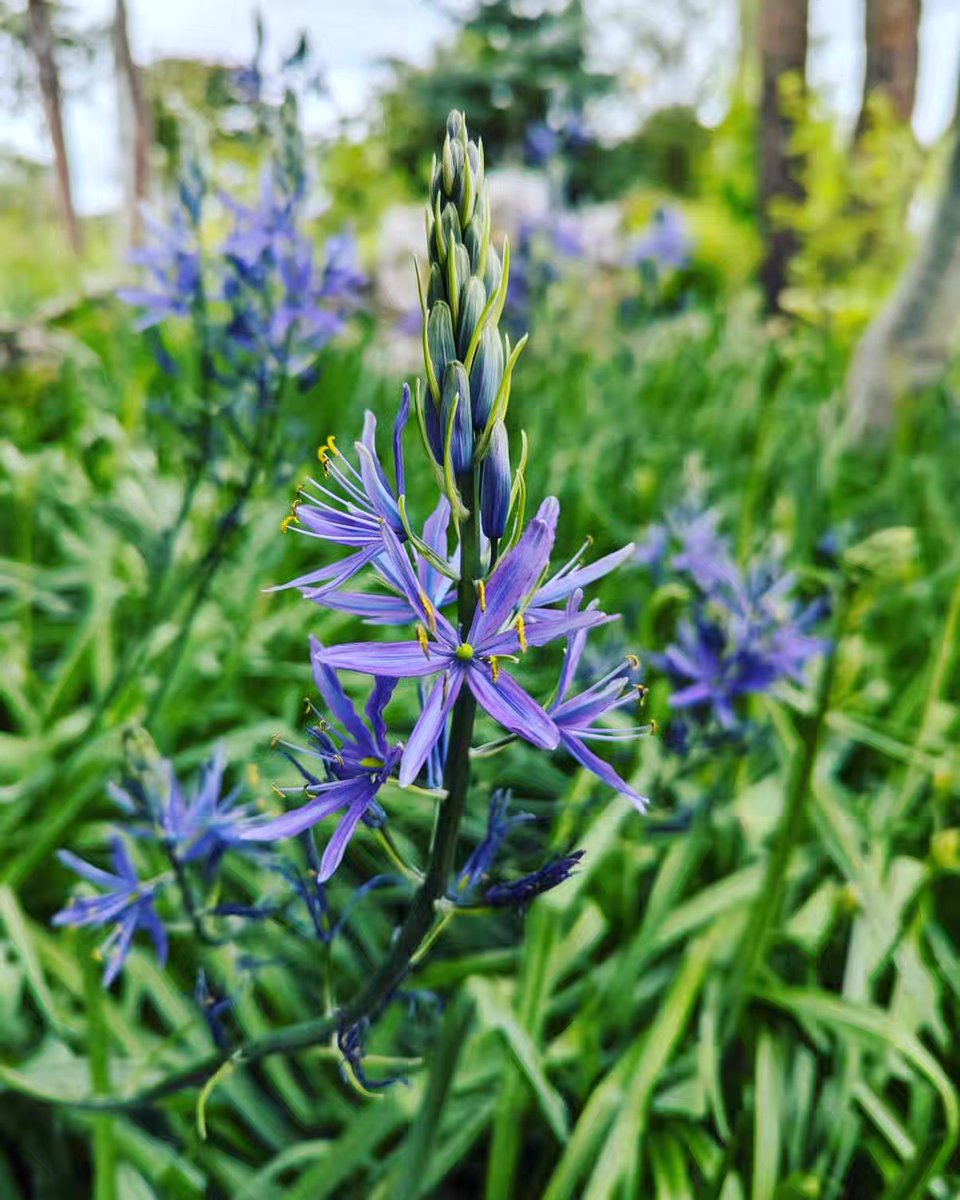 Happy Thursday! The World Garden looks forward to welcoming visitors over the May Bank Holiday (3 - 6th). Please note that due to family illness, the Manor House will be closed. There is SO much flower power to enjoy💜#happyspring #bankholidayweekend   #camassia #flowerpower