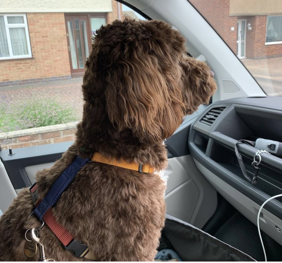 waltercockapoo tweet media