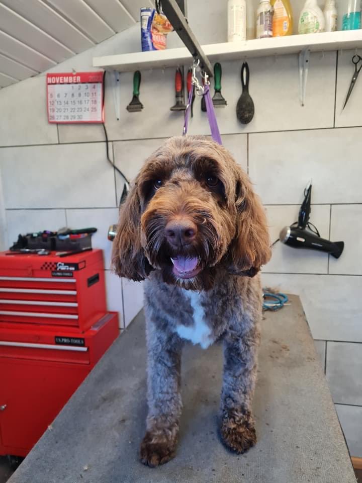 waltercockapoo tweet media