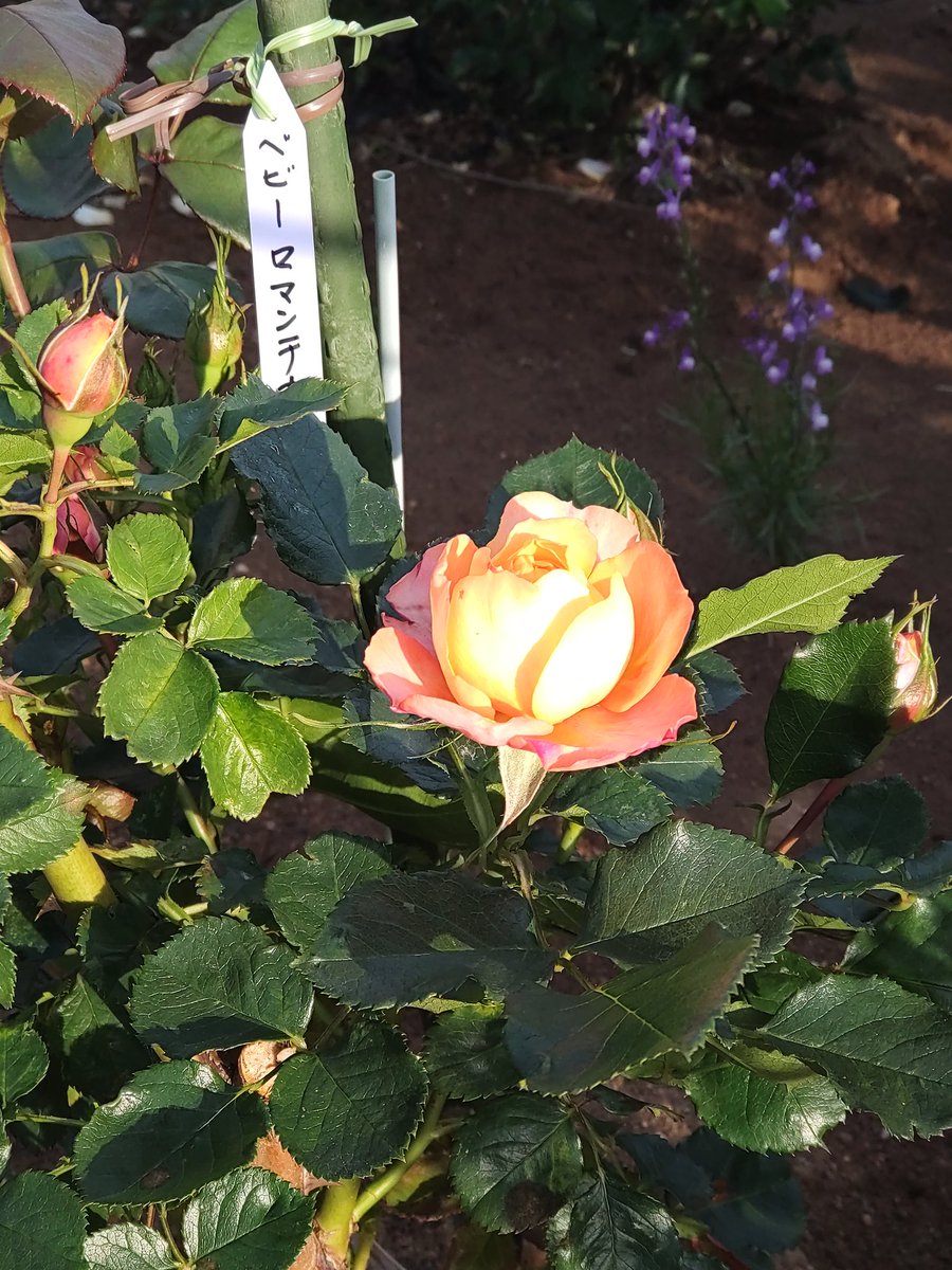 今年も個人宅のRosegardenを拝見してきました🌹 薔薇は貴婦人にでもなった気持ちにさせてくれますね🤭 そして アンクルと名のつくものに目が向いてしまう習性🤣 #お散歩ニッキ #Rosegarden