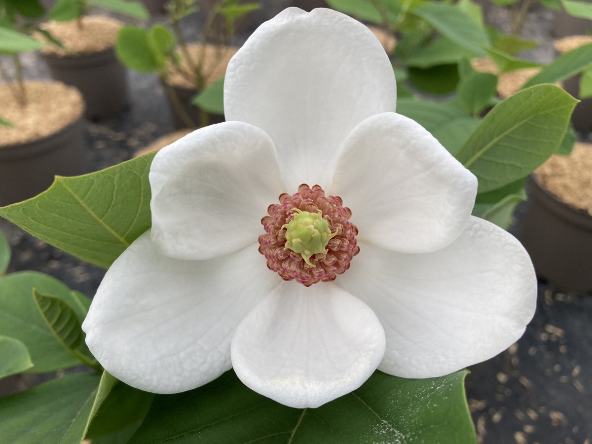 Magnolia sieboldii en début de floraison