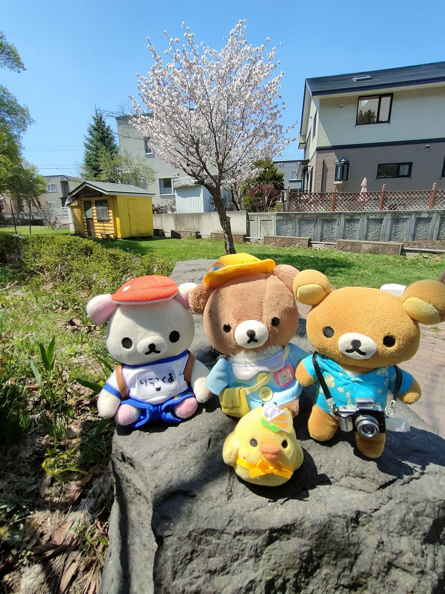 今日も1日天気よく、ぬい撮り出来たので満足です🐻🌸
#ぬい撮り
#リラックマ